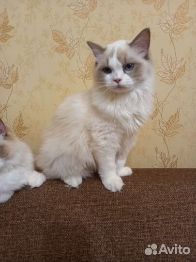 Котята регдолл