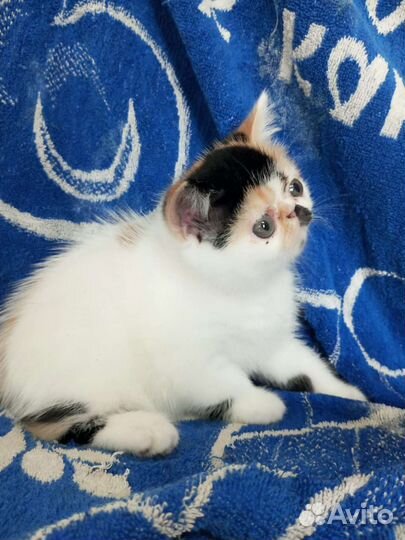 Супер экзоточка