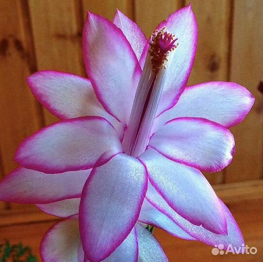 Декабрист шлюмбергера