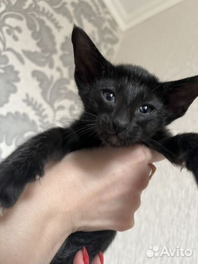 Ориентальные котята