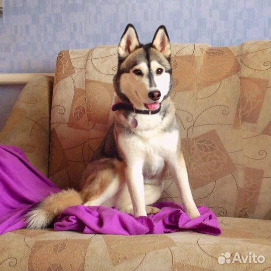 Сибирский хаски