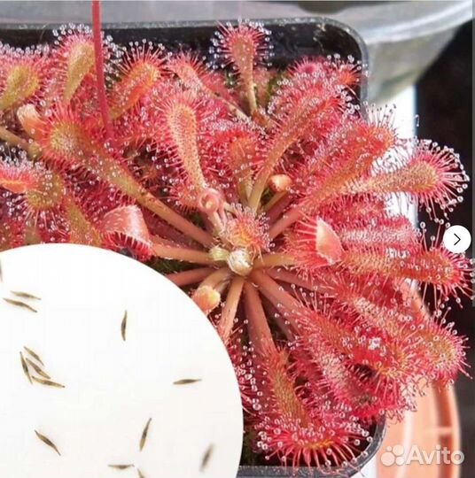 Росянка Spatulata var lovely, Семена 15-20 шт