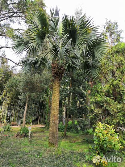 Пальма Сабаль Sabal palmetto