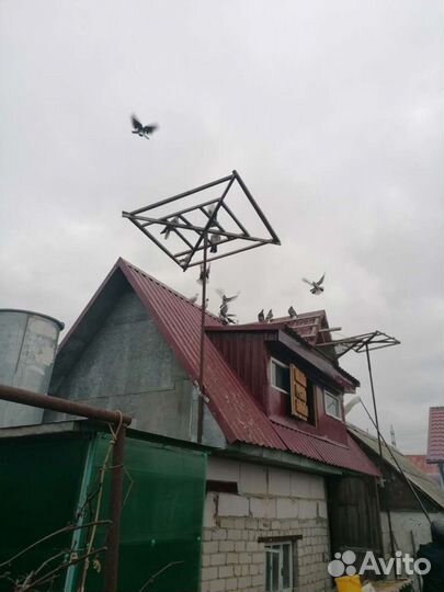 Продажа голубей