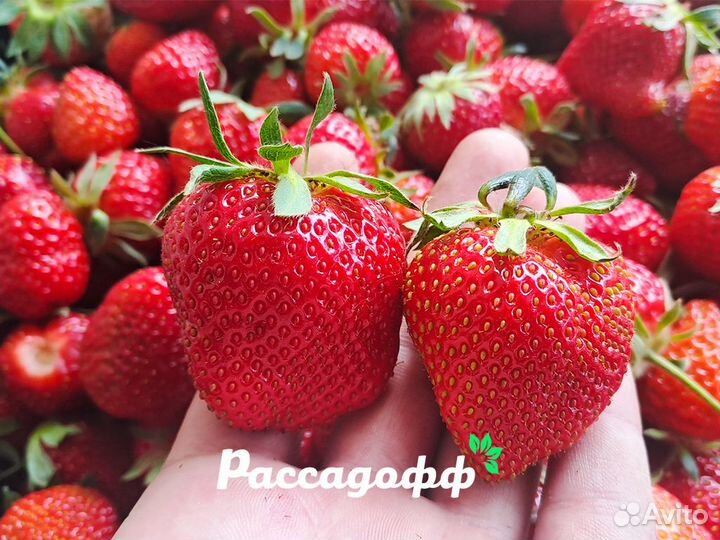 Рассада клубники элитных сортов