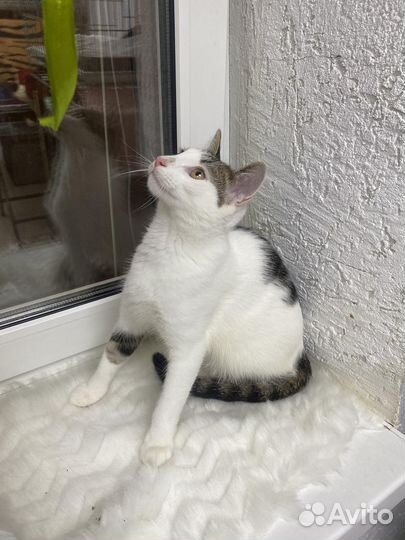 Кот мальчик 6 мес