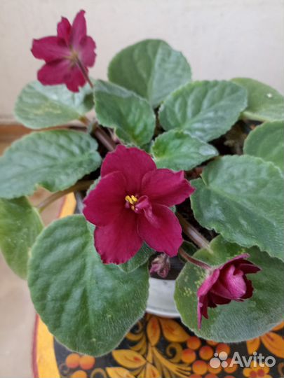 Цветы фиалки