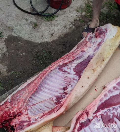 Мясо свинина