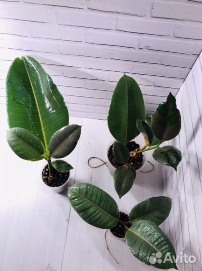 Фикус Эластика Пинк Комуфляж, Тенекп