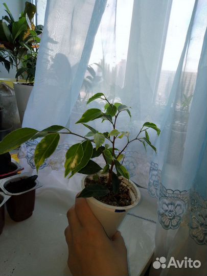Фикус бенджамина