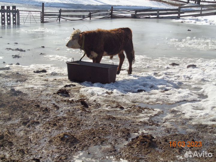 Продам быка