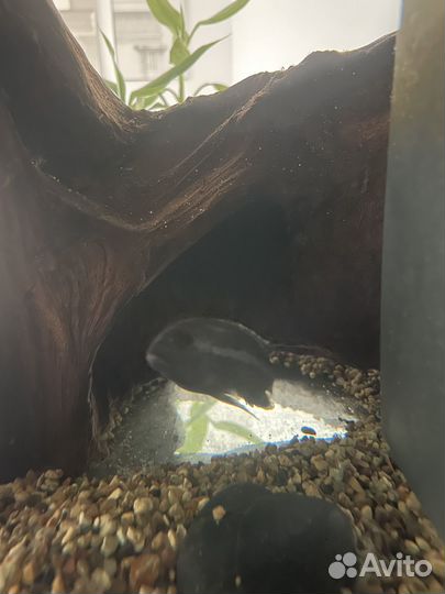 Рыба Меланохромис ауратус