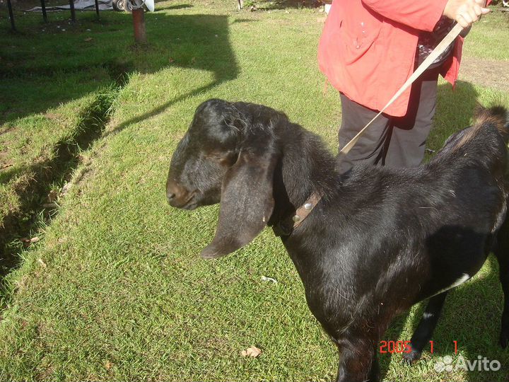 Нубийский козел