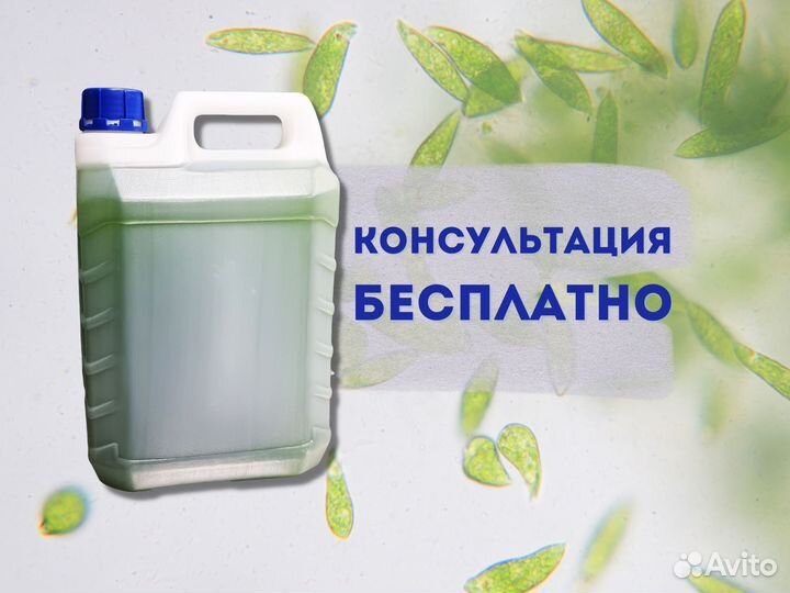 Хлорелла для пруда