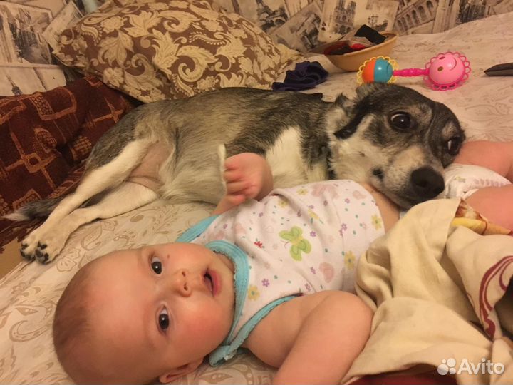 Потерялась собака