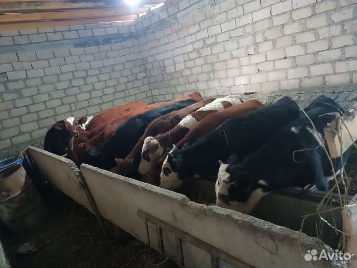 Бычки и Телки