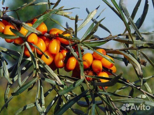 Облепиха ягоды