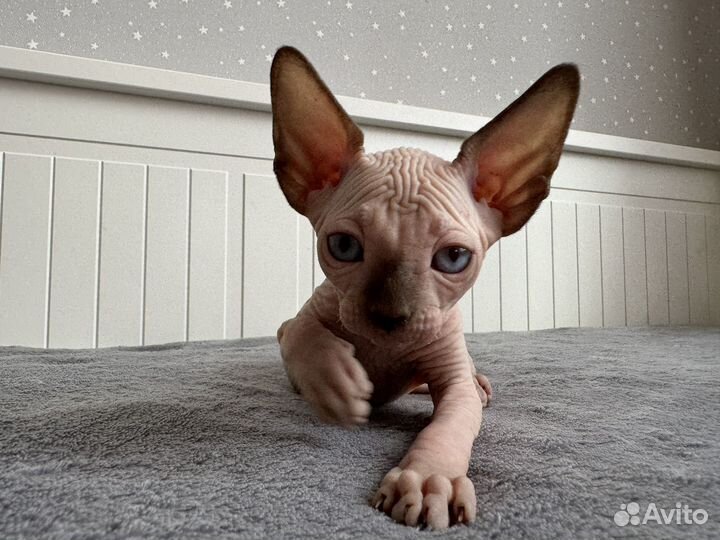 Котята Канадский сфинкс