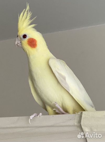 Попугай корелла