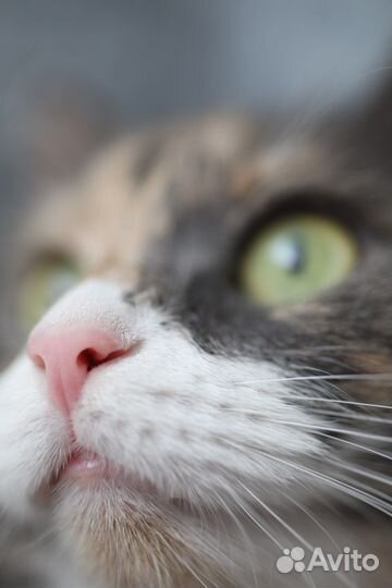 Кошки в добрые руки