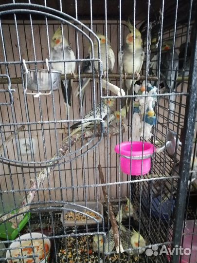 Птенцы. Попугая. Кореллы