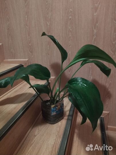 Эухарис. Амазонская лилия