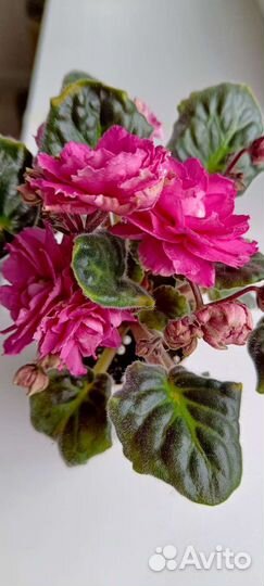 Фиалка AB-Навсегда и много других красивых сортов