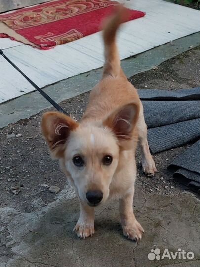 Собака в добрые руки отдам бесплатно