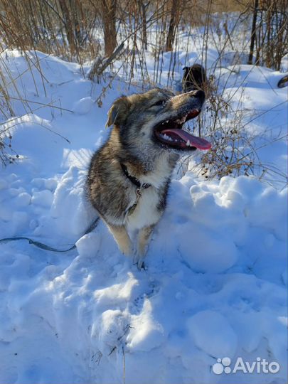 Отдам в добрые руки