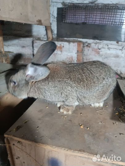 Кролик самец Фландр