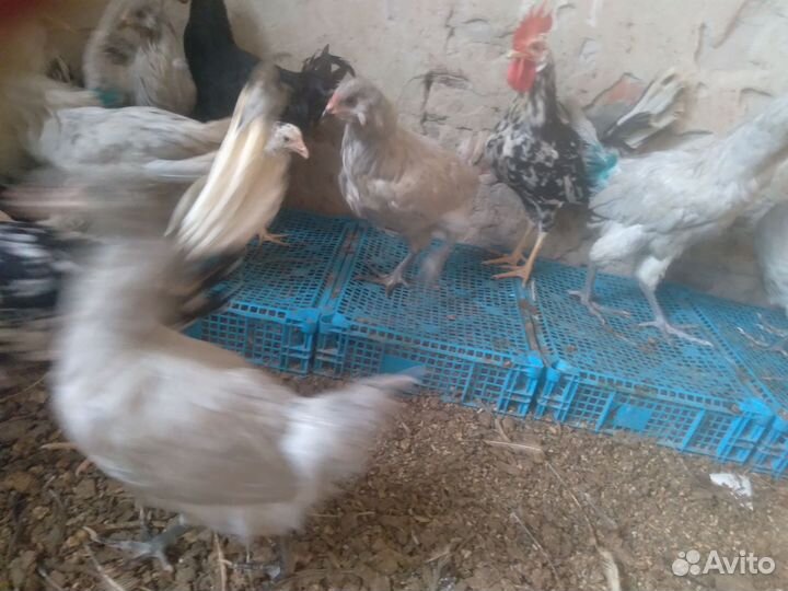 Куры молодки