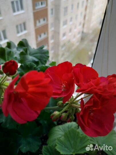 Герани сортовые