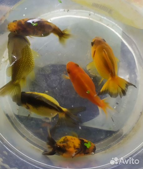 Золотые рыбки