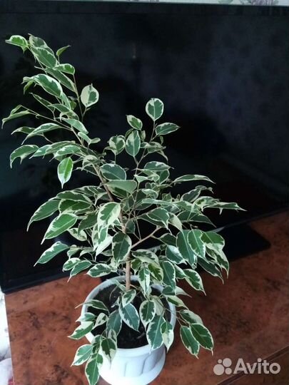 Фикус бенджамина