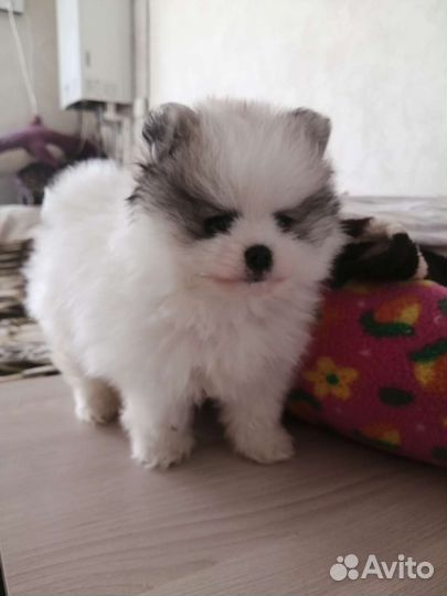 Померанский шпиц mini