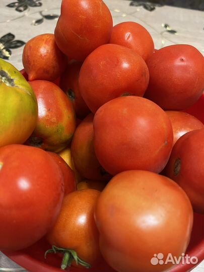 Помидор домашний