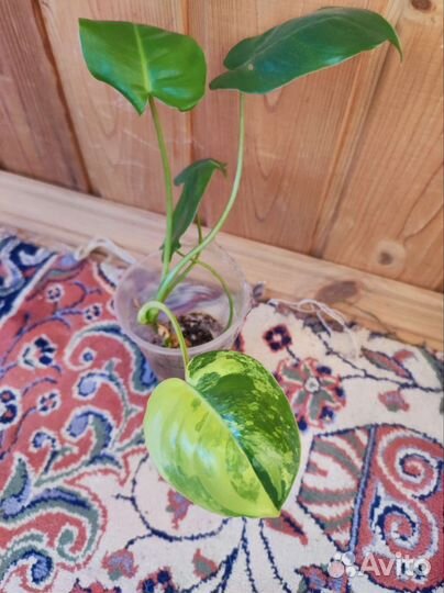 Филодендрон Бурле макс вариегатный