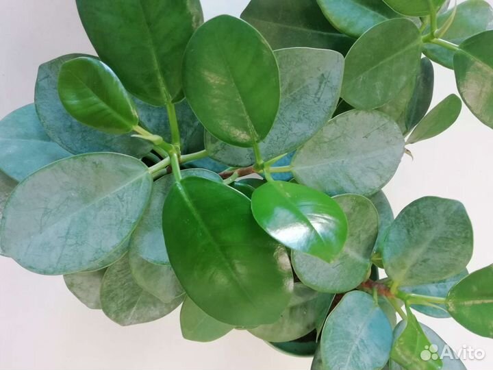 Фикус формоза