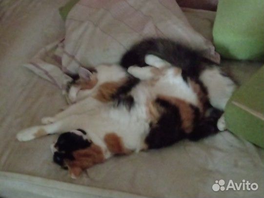 Кошка богатка