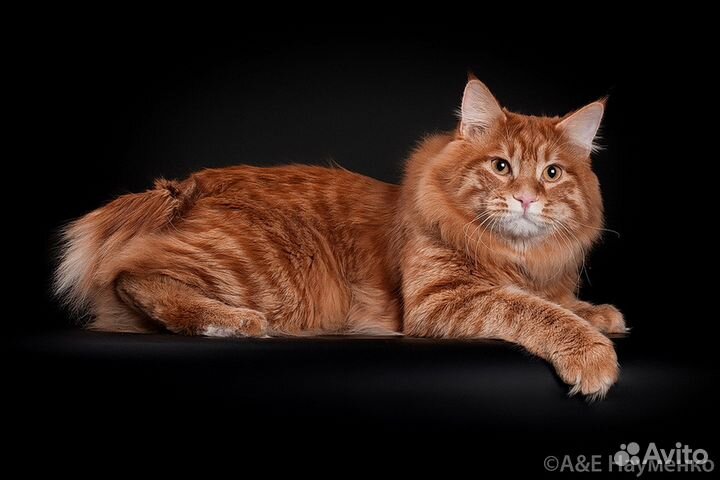 Вязка, титулованные коты приглашают