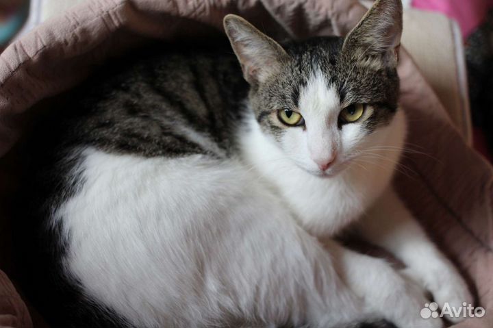 Котенок Пухляш