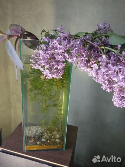 Ваза - аквариум