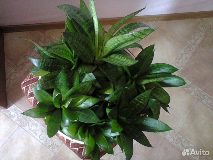 Сансевиерия Тещин язык