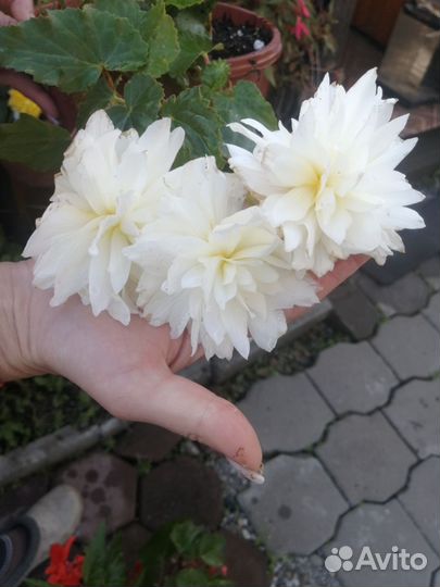 Бегония ампельная