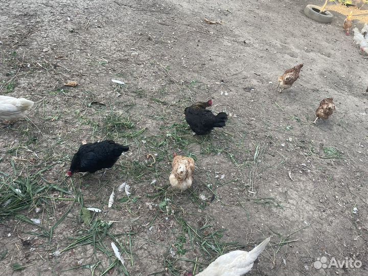 Куры