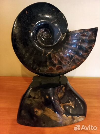 Крупный аммонит на подставке