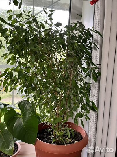 Фикус бенджамина 