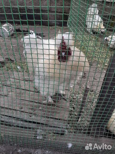 Петух китайский шелковый