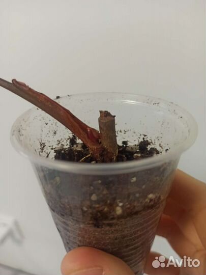 Розовая принцесса