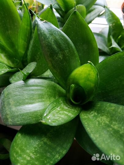 Сансевиерия Ханни. Крупные, маточные растения